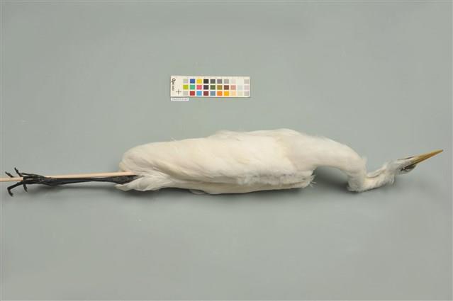 中白鷺藏品圖，第4張