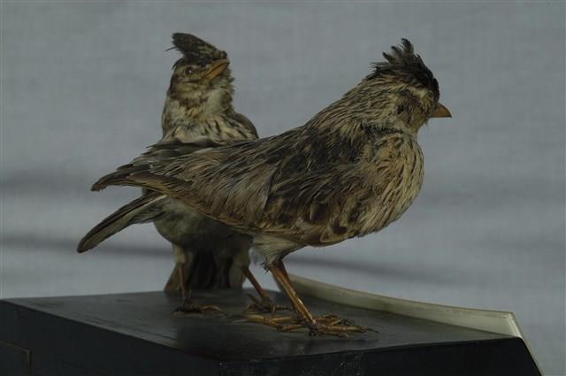 Oriental Skylark Collection Image, Figure 8, Total 11 Figures