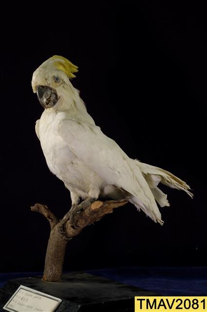 葵花鳳頭鸚鵡藏品圖，第8張