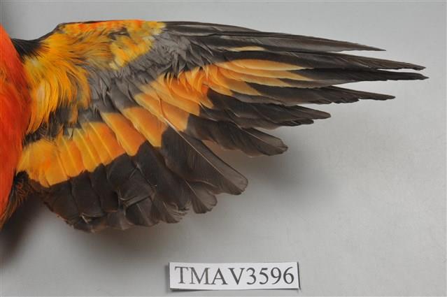 灰喉山椒鳥藏品圖，第4張