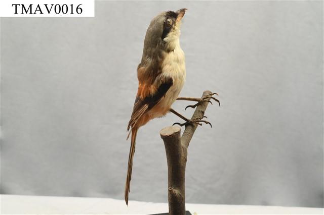 Rufous-backed Shrike Collection Image, Figure 4, Total 14 Figures