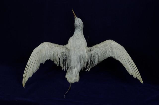 紅尾熱帶鳥藏品圖，第9張