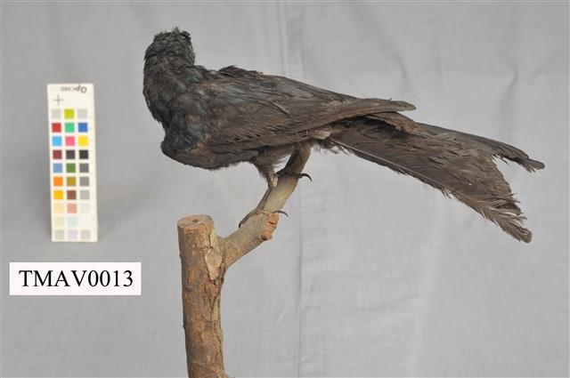 Bronzed Drongo Collection Image, Figure 5, Total 13 Figures