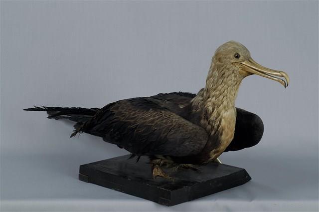 白斑軍艦鳥藏品圖，第10張