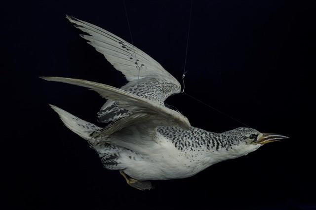 Red-tailed Tropic Bird Collection Image, Figure 1, Total 13 Figures