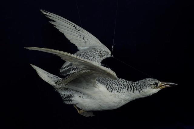 紅尾熱帶鳥藏品圖，第1張