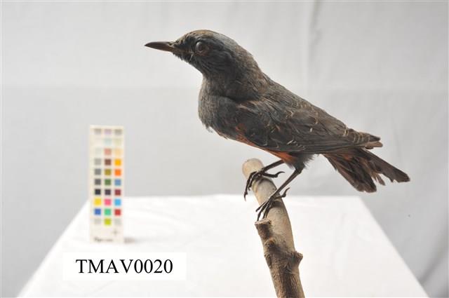 Blue Rock Thrush Collection Image, Figure 1, Total 16 Figures