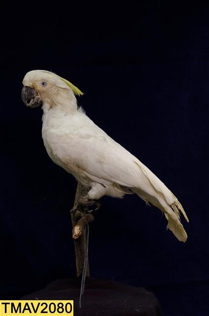 葵花鳳頭鸚鵡藏品圖，第7張