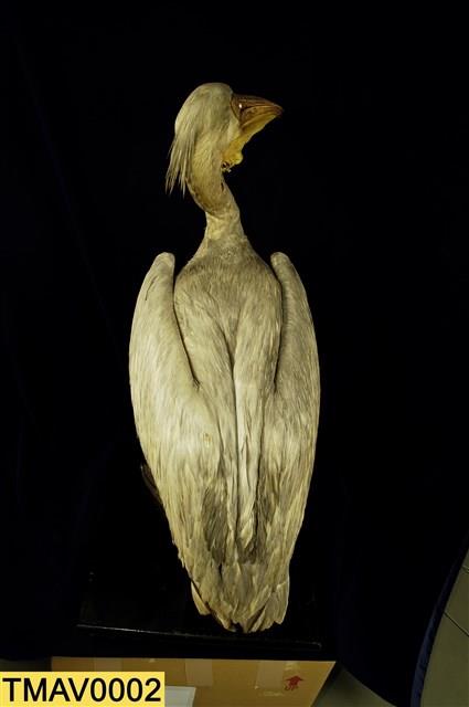 Dalmatian Pelican Collection Image, Figure 9, Total 11 Figures