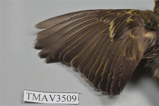 黃額絲雀藏品圖，第4張