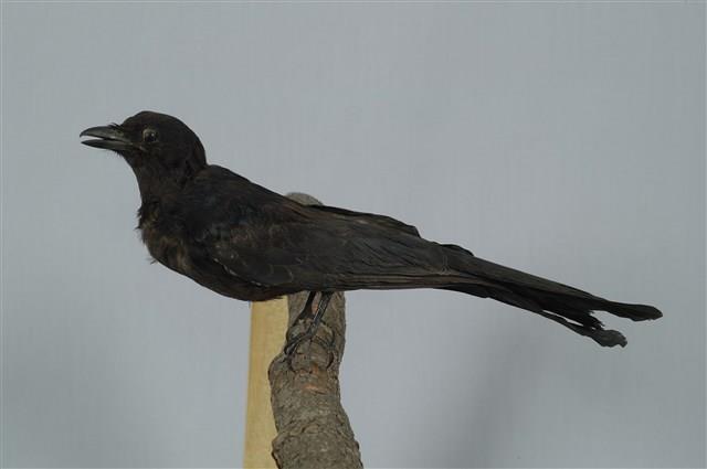 Black Drongo Collection Image, Figure 1, Total 13 Figures