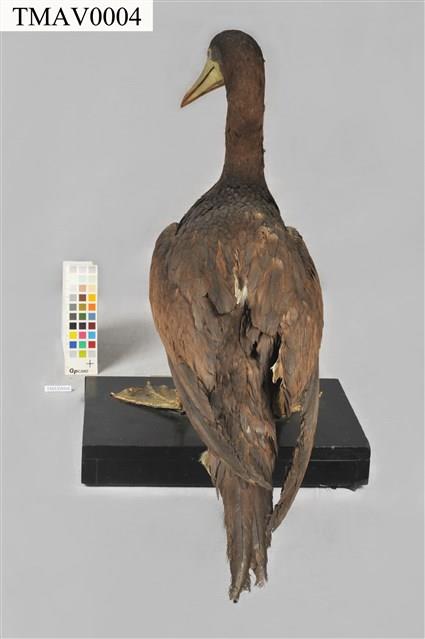 Brown Booby Collection Image, Figure 4, Total 11 Figures