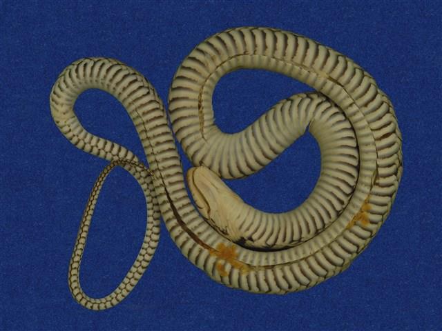 草花蛇藏品圖，第8張
