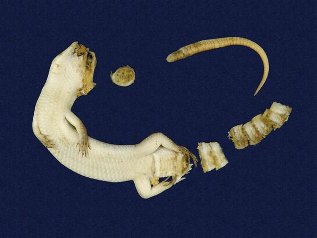 中國石龍子臺灣亞種藏品圖，第5張