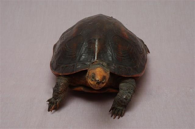 斑龜藏品圖，第8張