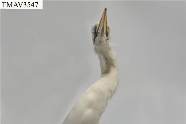 中白鷺藏品圖，第8張