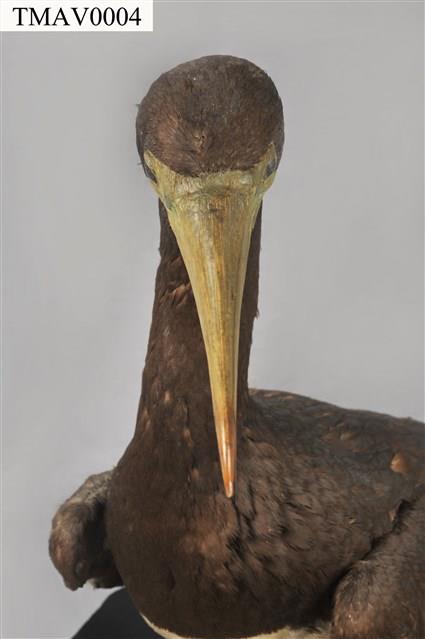 Brown Booby Collection Image, Figure 9, Total 11 Figures