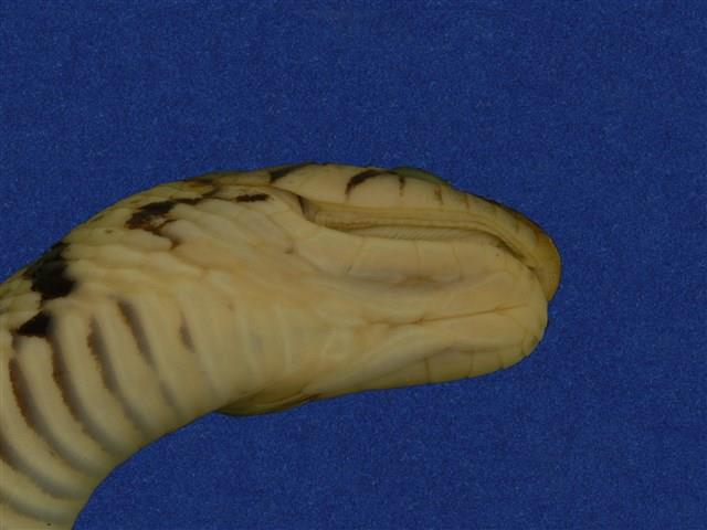 草花蛇藏品圖，第10張