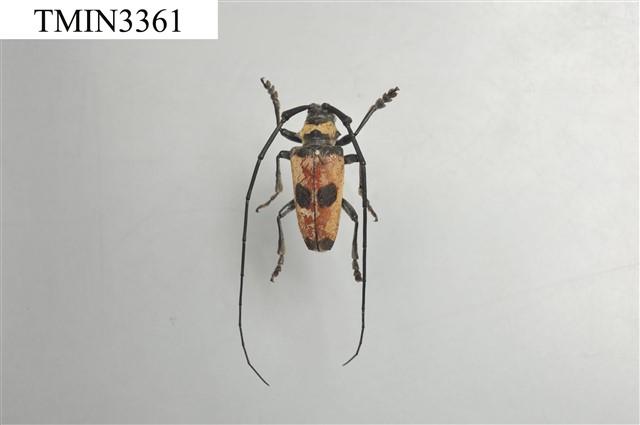 雙瞳黃天牛(蘭嶼粗天牛)藏品圖，第3張