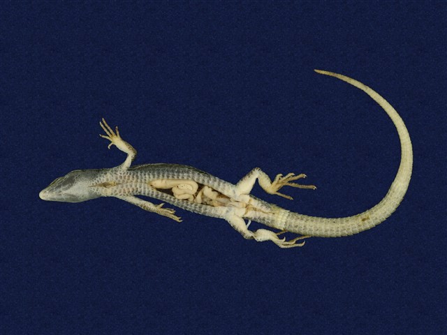 Hsuehshan grass lizard Collection Image, Figure 6, Total 8 Figures