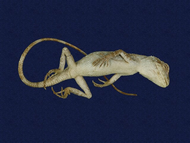 Short-legged japalura Collection Image, Figure 6, Total 7 Figures