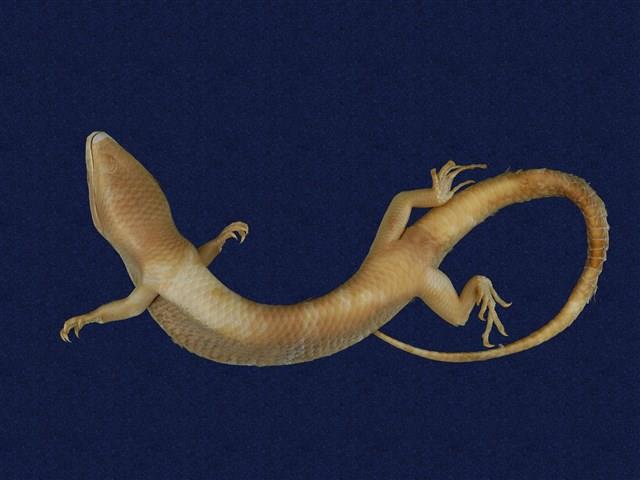 Formosan Chinese skink Collection Image, Figure 7, Total 9 Figures