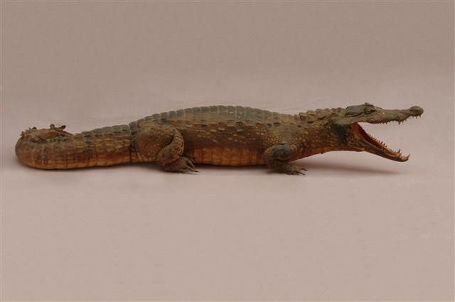 Spectacled caiman Collection Image, Figure 10, Total 15 Figures