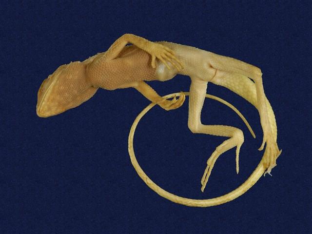 Swinhoe’s tree lizard Collection Image, Figure 6, Total 7 Figures