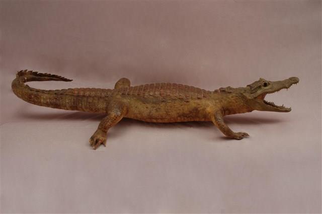 Spectacled caiman Collection Image, Figure 10, Total 15 Figures