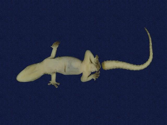 蝎虎藏品圖，第7張