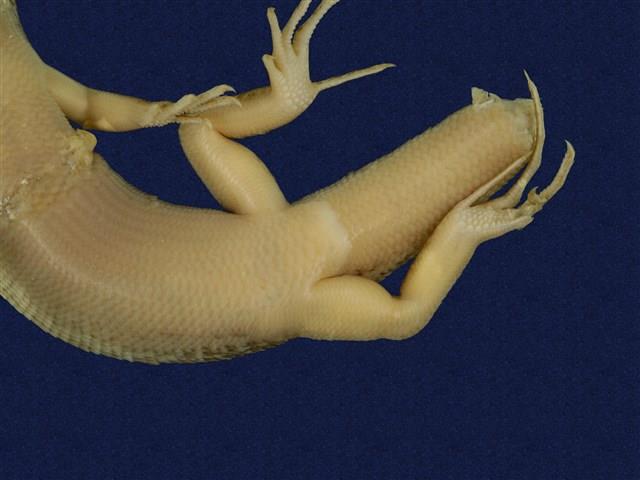 South China forest skink Collection Image, Figure 10, Total 11 Figures