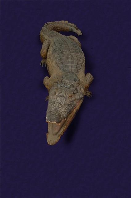 Spectacled caiman Collection Image, Figure 8, Total 12 Figures
