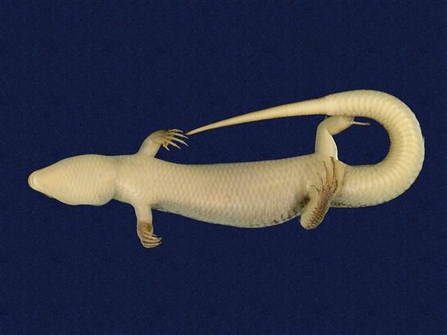 Formosan Chinese skink Collection Image, Figure 8, Total 11 Figures