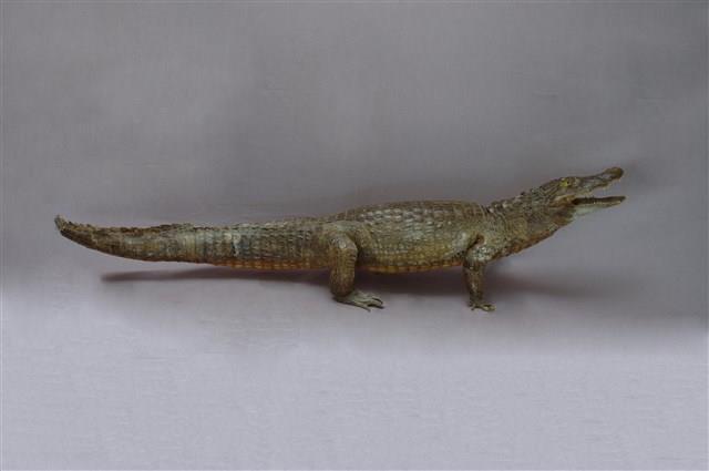 Saltwater Crocodile Collection Image, Figure 10, Total 15 Figures