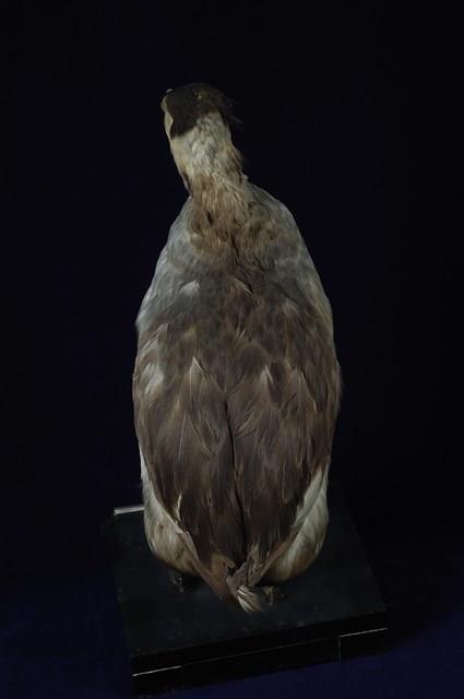 冠鷿鷈藏品圖，第14張