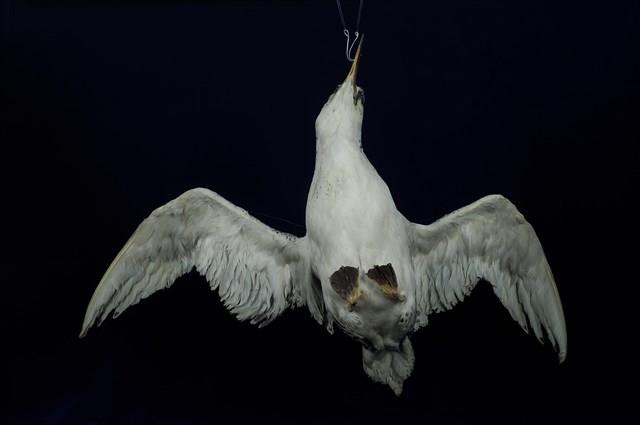 紅尾熱帶鳥藏品圖，第12張