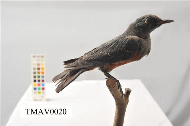 Blue Rock Thrush Collection Image, Figure 6, Total 16 Figures