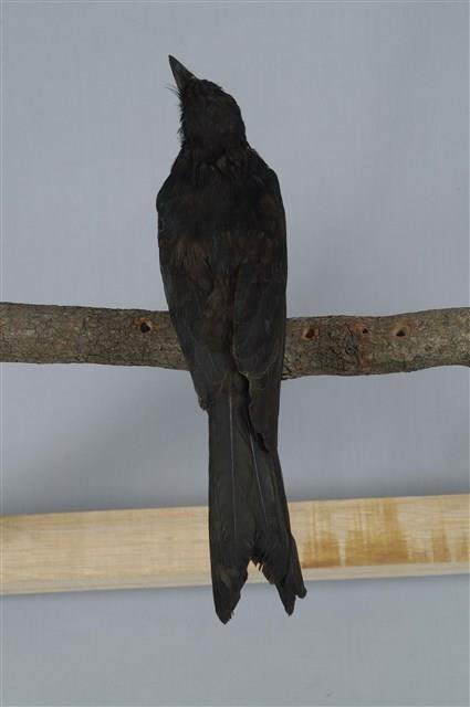 Black Drongo Collection Image, Figure 12, Total 13 Figures