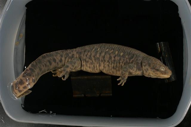 Accession Number:TMAC0007 Collection Image, Figure 12, Total 15 Figures