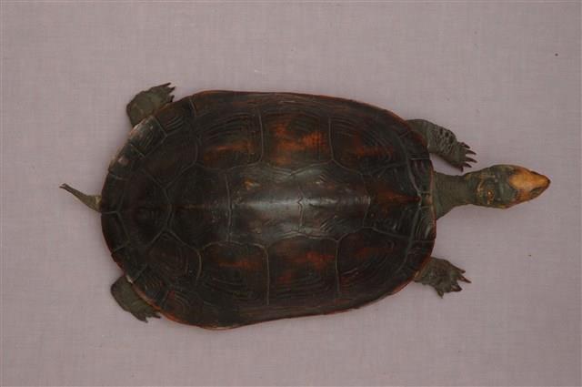斑龜藏品圖，第10張
