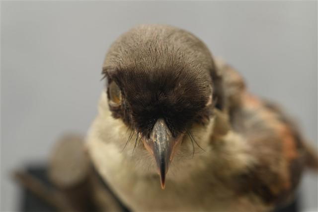 Rufous-backed Shrike Collection Image, Figure 11, Total 14 Figures