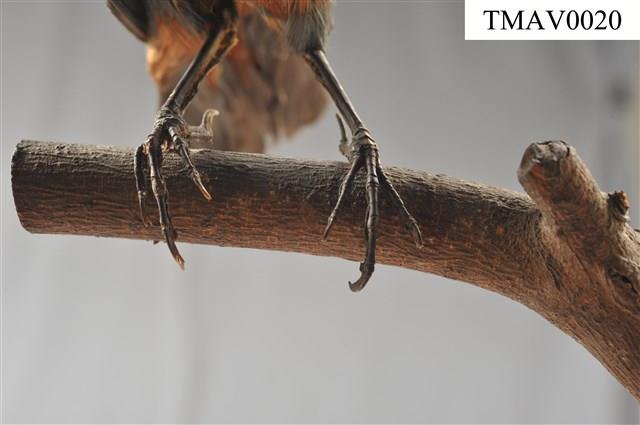 Blue Rock Thrush Collection Image, Figure 15, Total 16 Figures