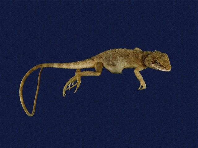 Swinhoe’s tree lizard Collection Image, Figure 10, Total 11 Figures
