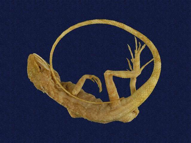Swinhoe’s tree lizard Collection Image, Figure 1, Total 6 Figures