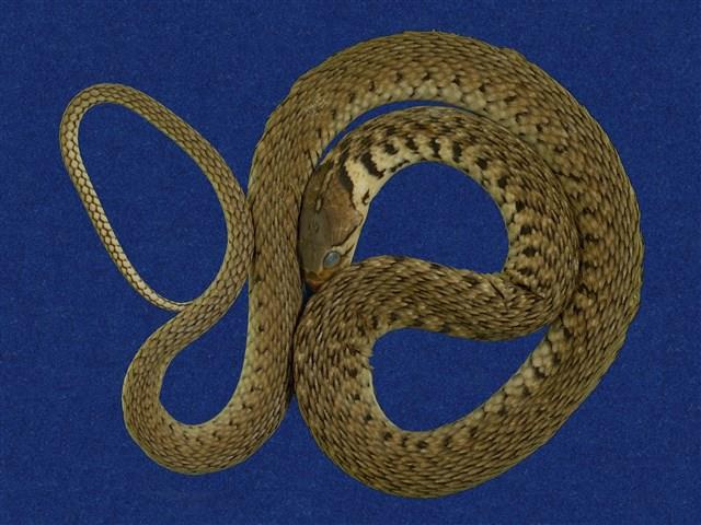 草花蛇藏品圖，第1張