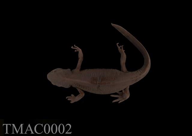 Accession Number:TMAC0002 Collection Image, Figure 1, Total 13 Figures