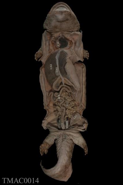 Accession Number:TMAC0014 Collection Image, Figure 1, Total 3 Figures