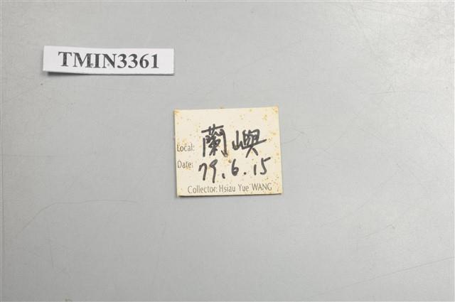 雙瞳黃天牛(蘭嶼粗天牛)藏品圖，第5張