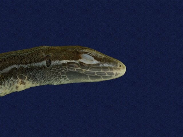 Hsuehshan grass lizard Collection Image, Figure 7, Total 8 Figures