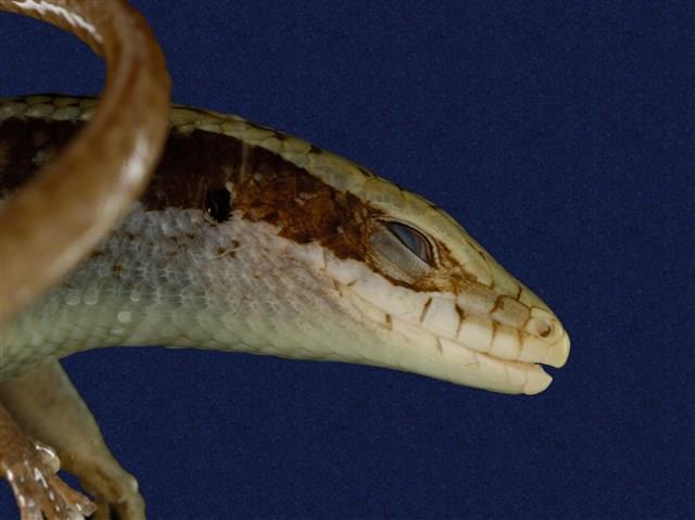 Long-tailed skink Collection Image, Figure 8, Total 9 Figures